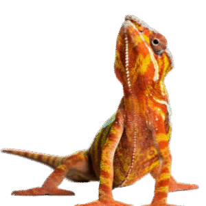 Reptile