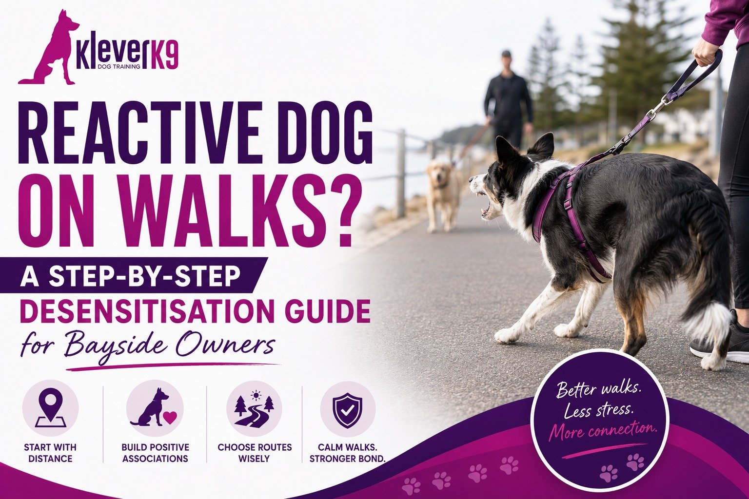 Reactive dog training